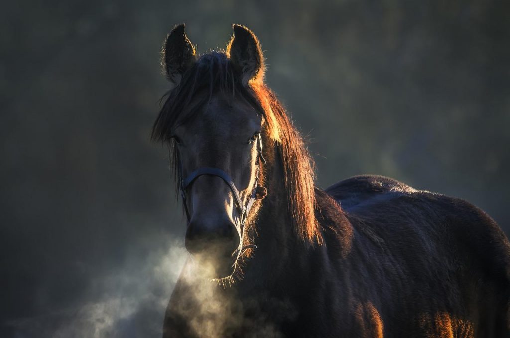 horse, animal, animals-3765847.jpg